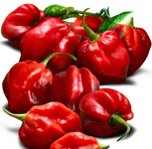 Scotch Bonnet - 300g